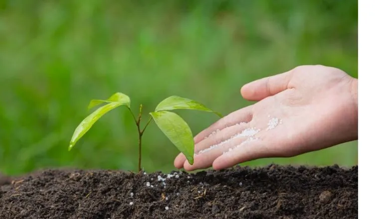 Plant Growth Regulators